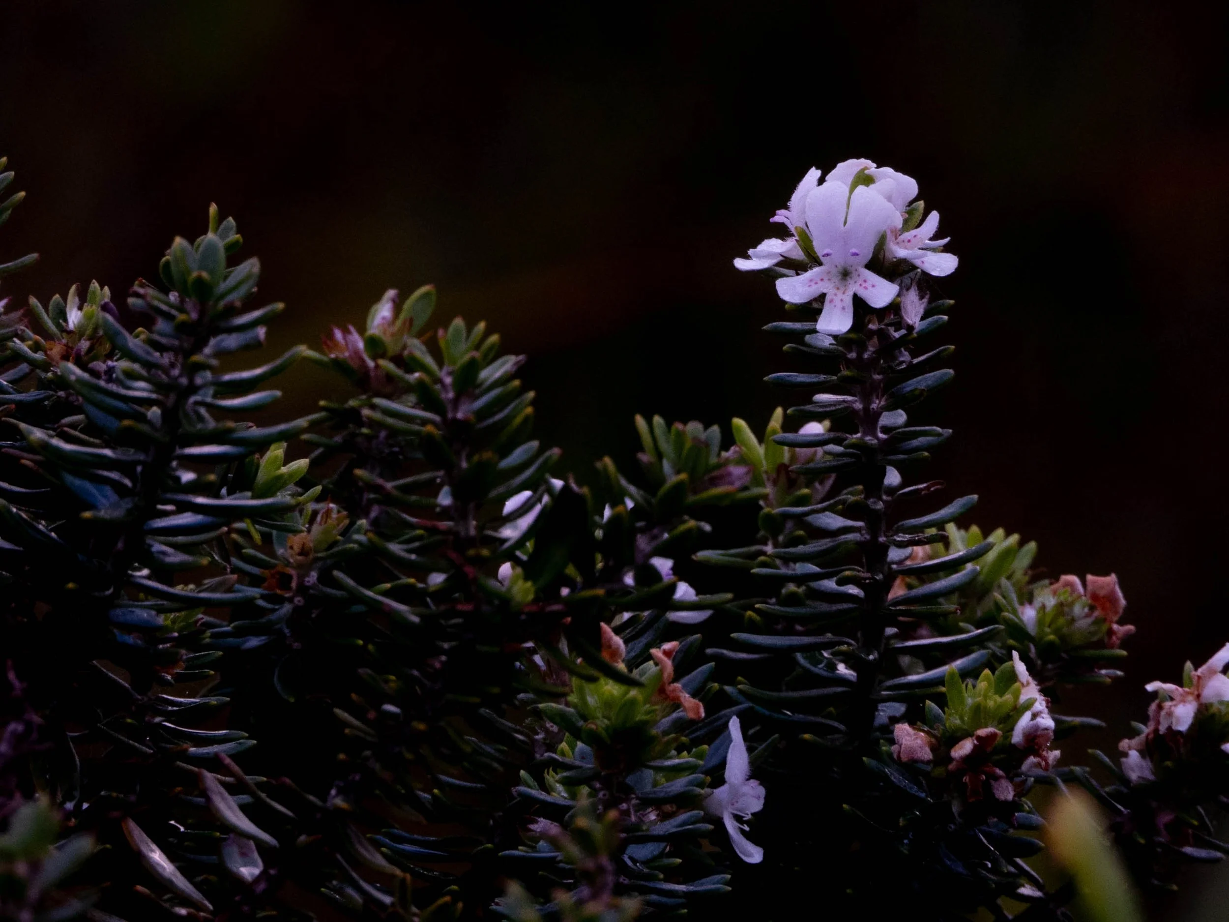 Caught My Eye,
Kathryn Guy, Digital Photography, 30cm by 40cm, 2024​
