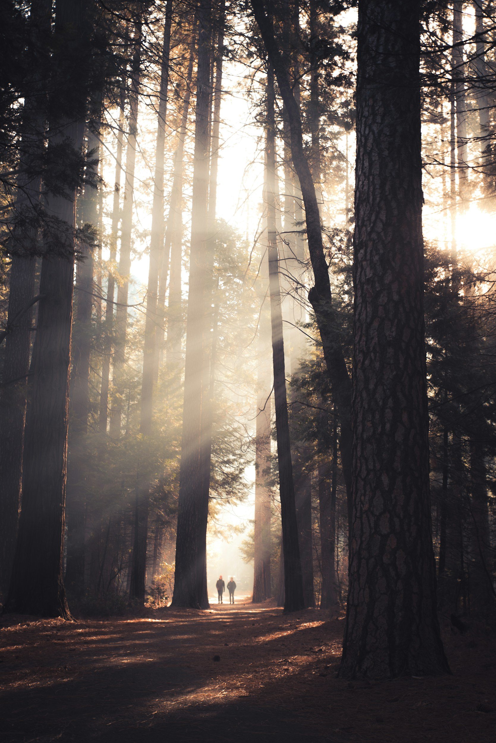 A forest scene with tall trees and sunlight filtering through the branches. Two people are walking on a dirt path in the distance.