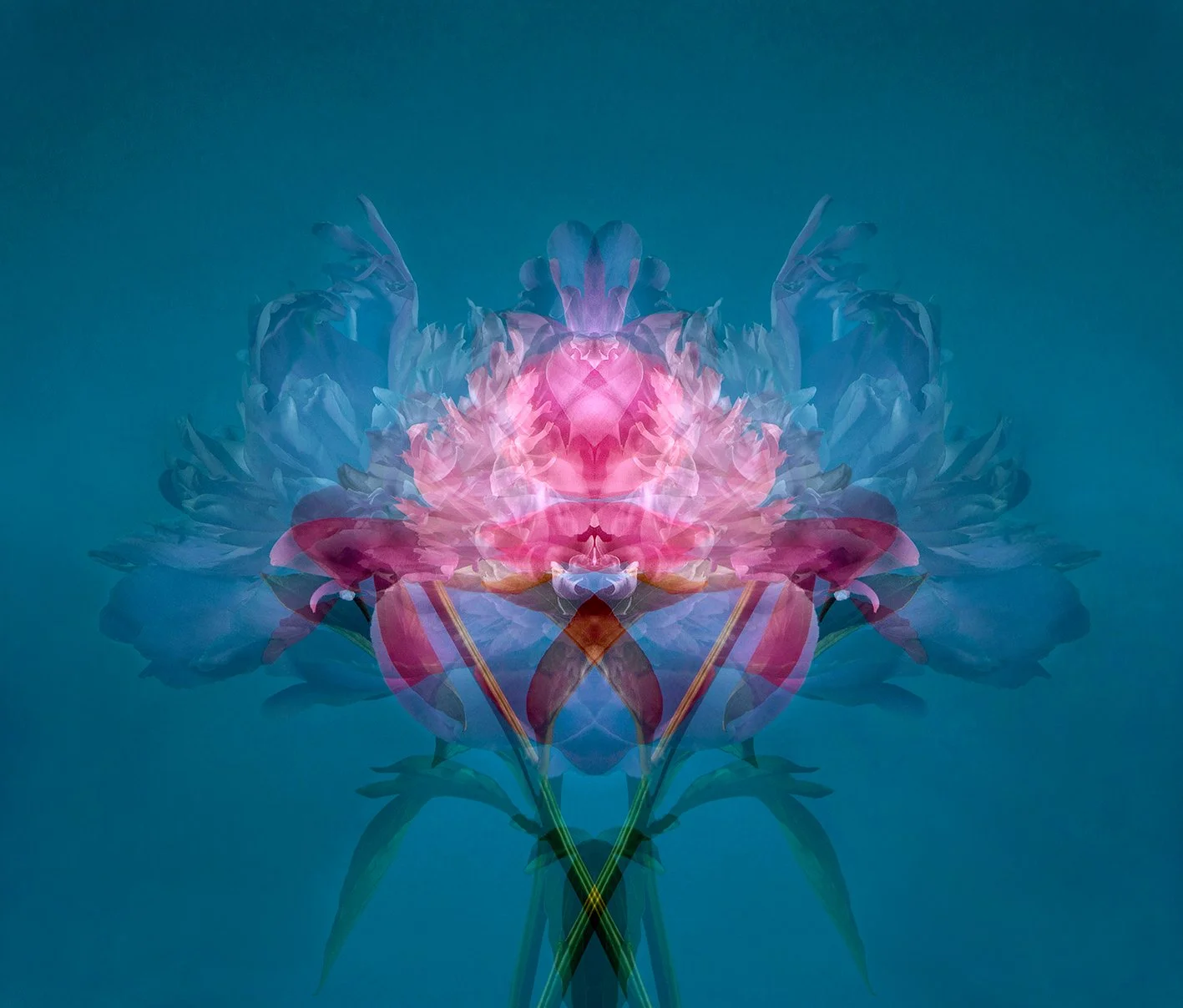 Paeonia 03V.jpg