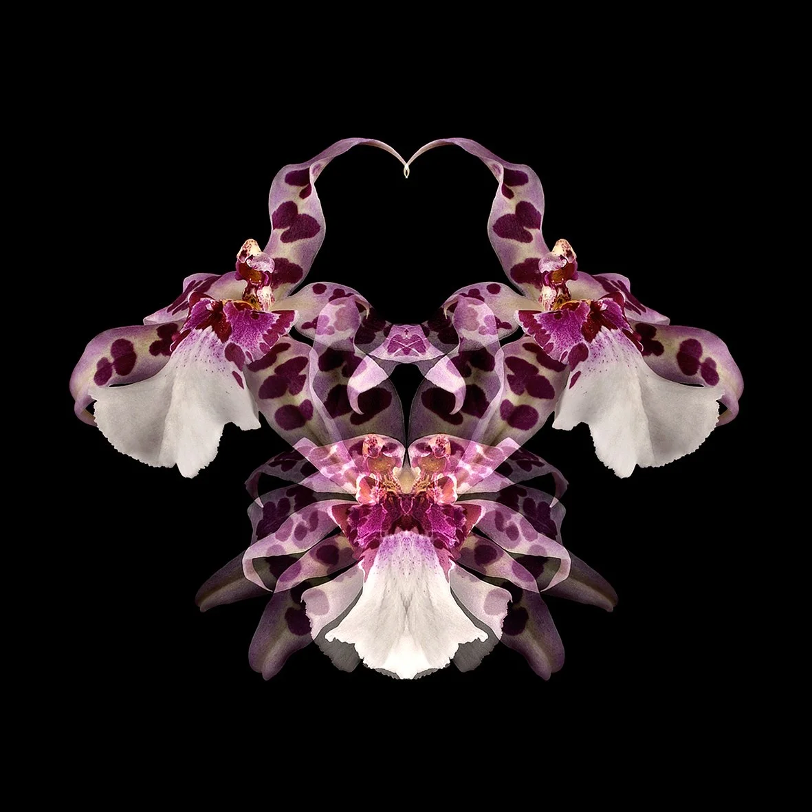 ARACHNIS BELLA 50X50CM.jpg
