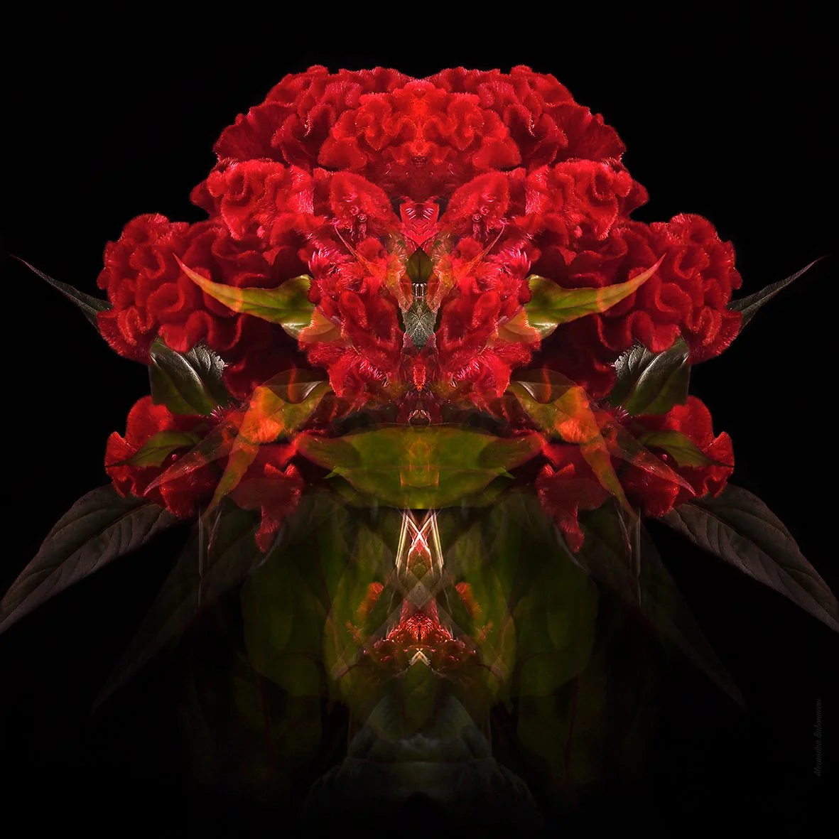 Celosia cristata 2.jpg