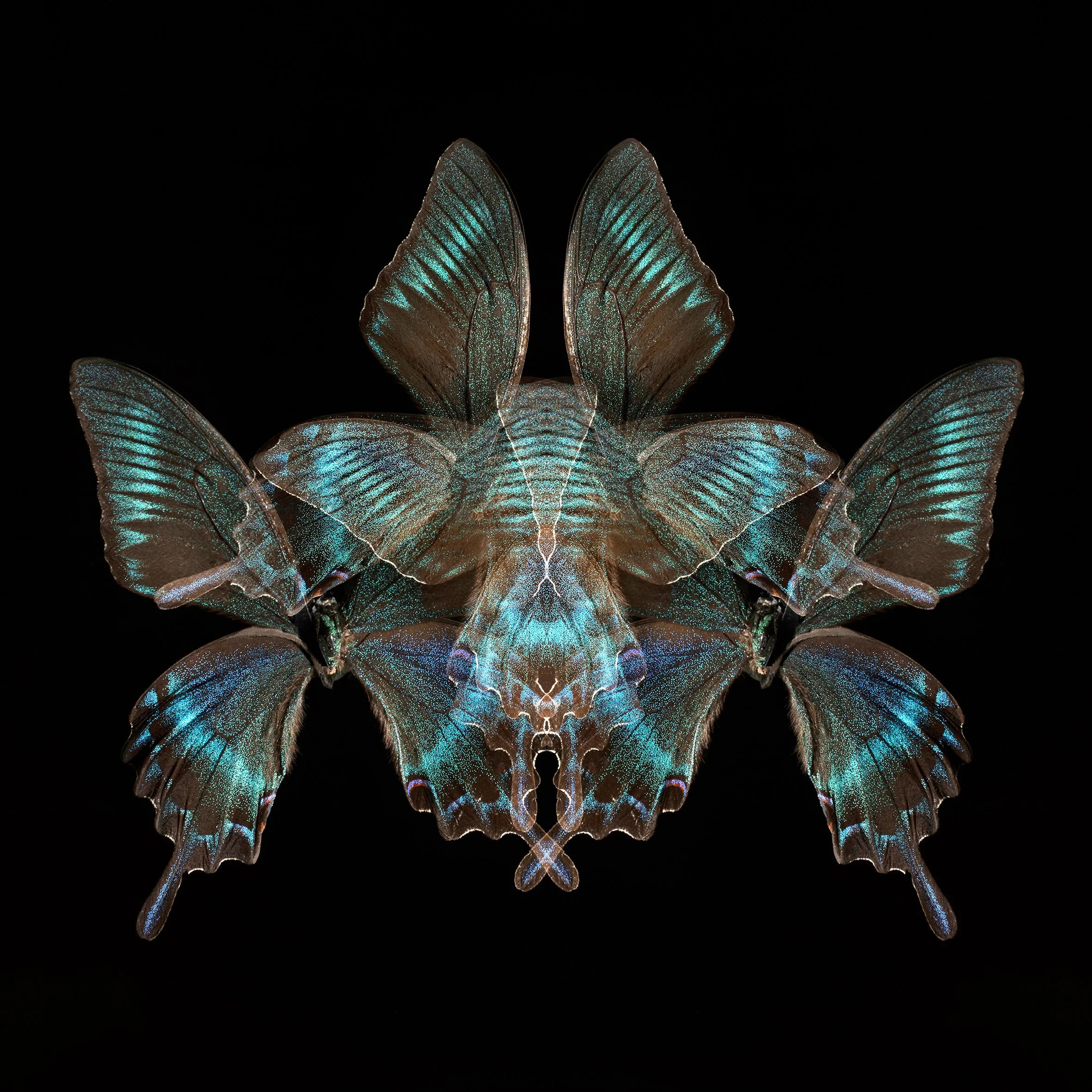 PAPILIO_MAACKII_C.jpg