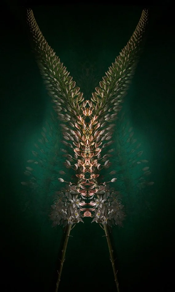 EREMURUS_mdef.jpg
