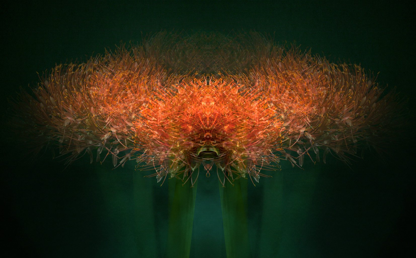 SCADOXUS_1MX62.jpg