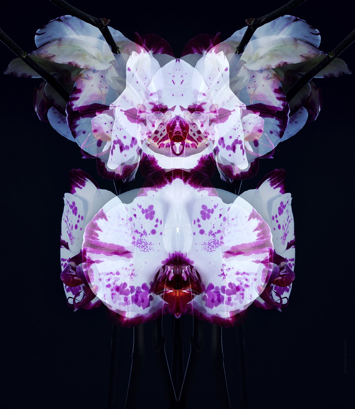 ORCHID CORYDON_100X115CM.jpg