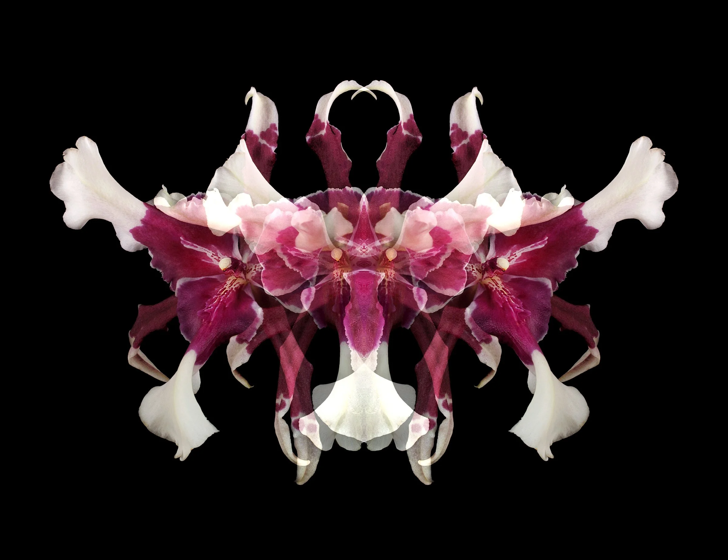 BEALLARA TAHOMA 01_mdef.jpg