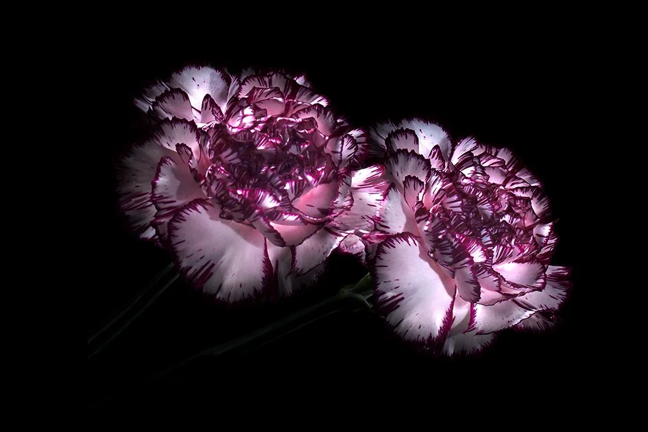 FLORA-Dianthus 1mdef.jpg