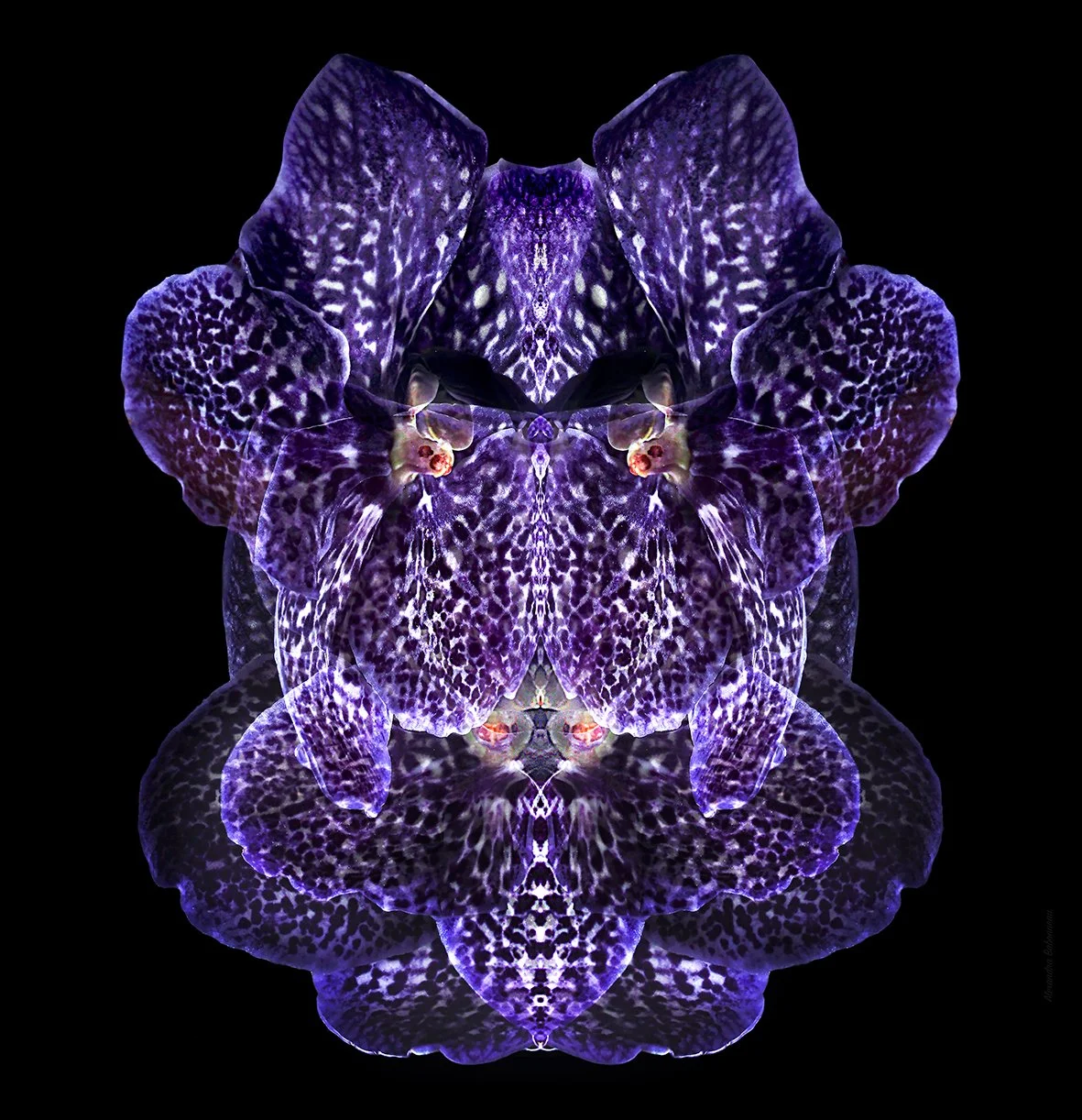 ORCHID 7.jpg