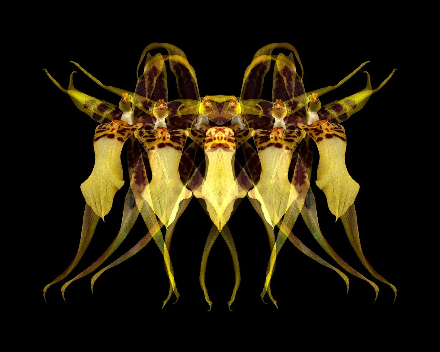 Arachnis SALTATOR.jpg