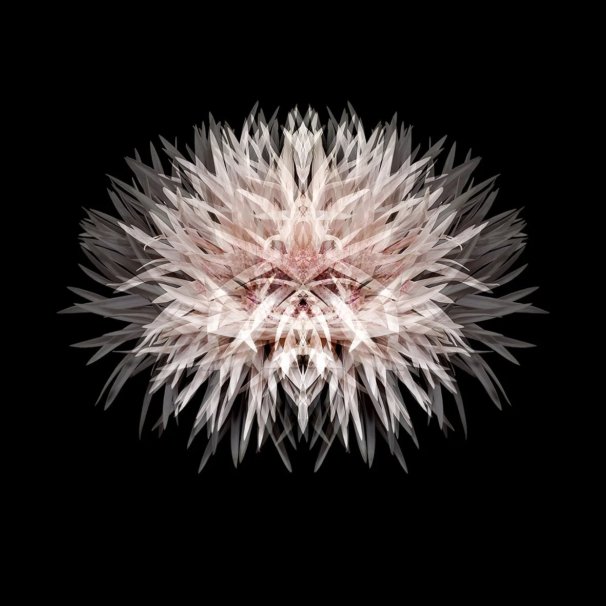 FLEUR BOULE 01.jpg