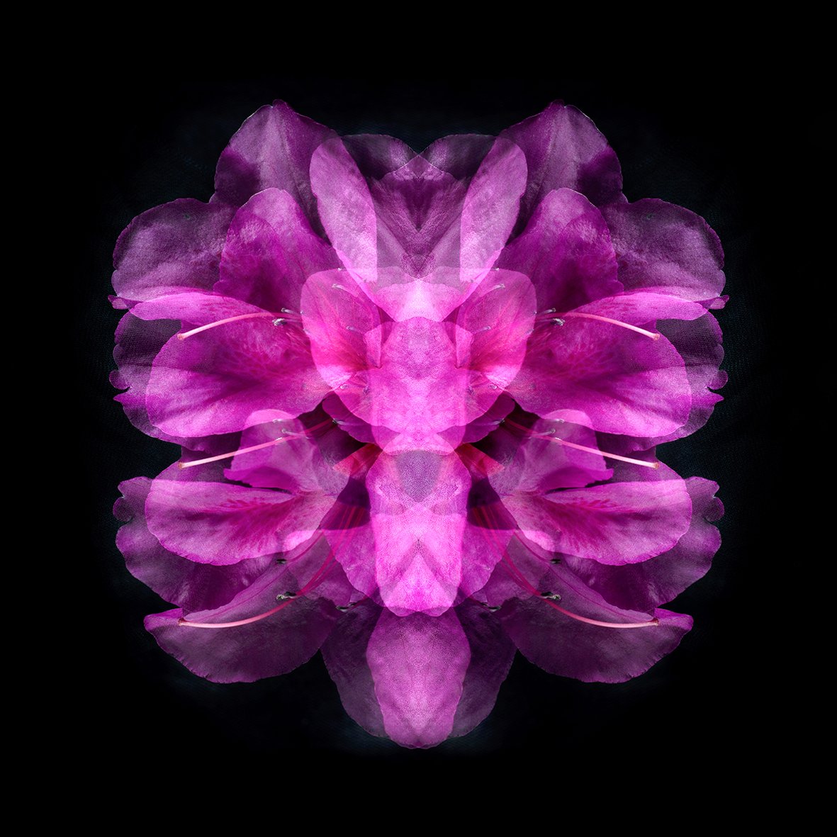 AZALEA_DRAGONFLY_100X120.jpg