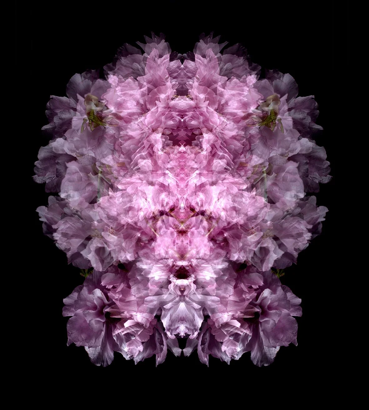 PRUNUS_TRILOBA_M.jpg