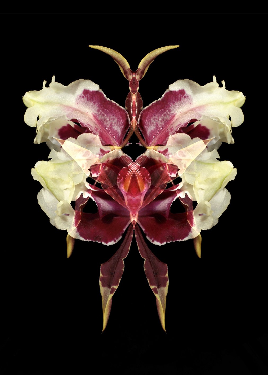 BEALLARA TAHOMA 3.jpg