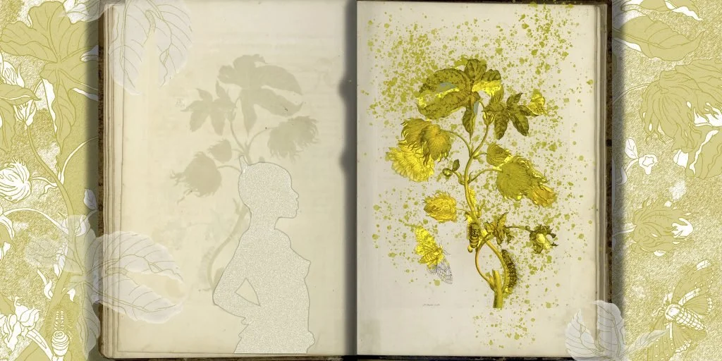 Of Palimpsests and Erasure, 2021.

8 digital prints on Hahnemühle paper, each print 50 x 111 cm
Credits: Produced through a commission of Centraal Museum Utrecht
Provenance of the original images of ‘Metamorphosis Insectorum Surinamensium’ by Maria S