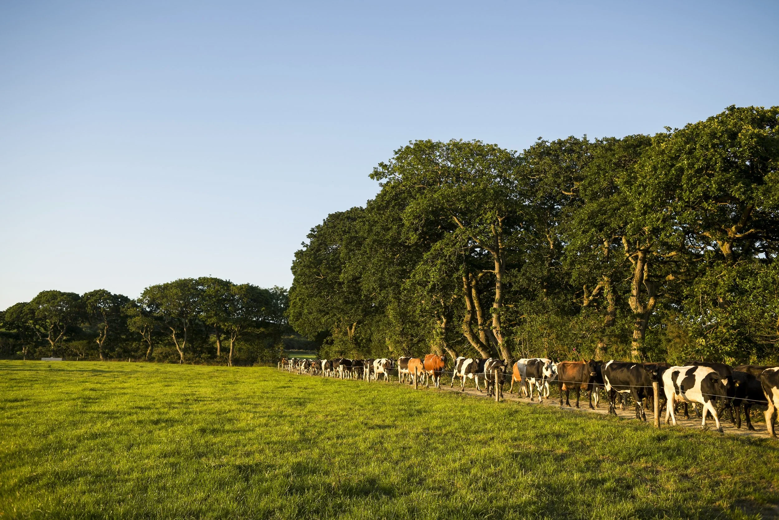 Cows walking along a fenced path through a green field with large trees on the side and a clear blue sky overhead.