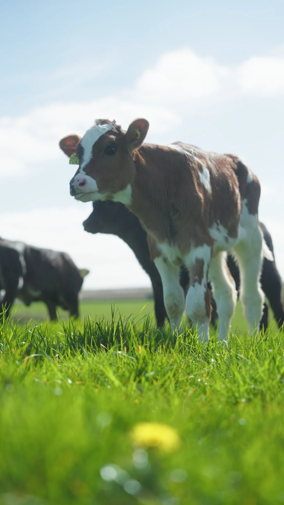 Calf standing on green grass with other calves grazing in the background under a blue sky with clouds.