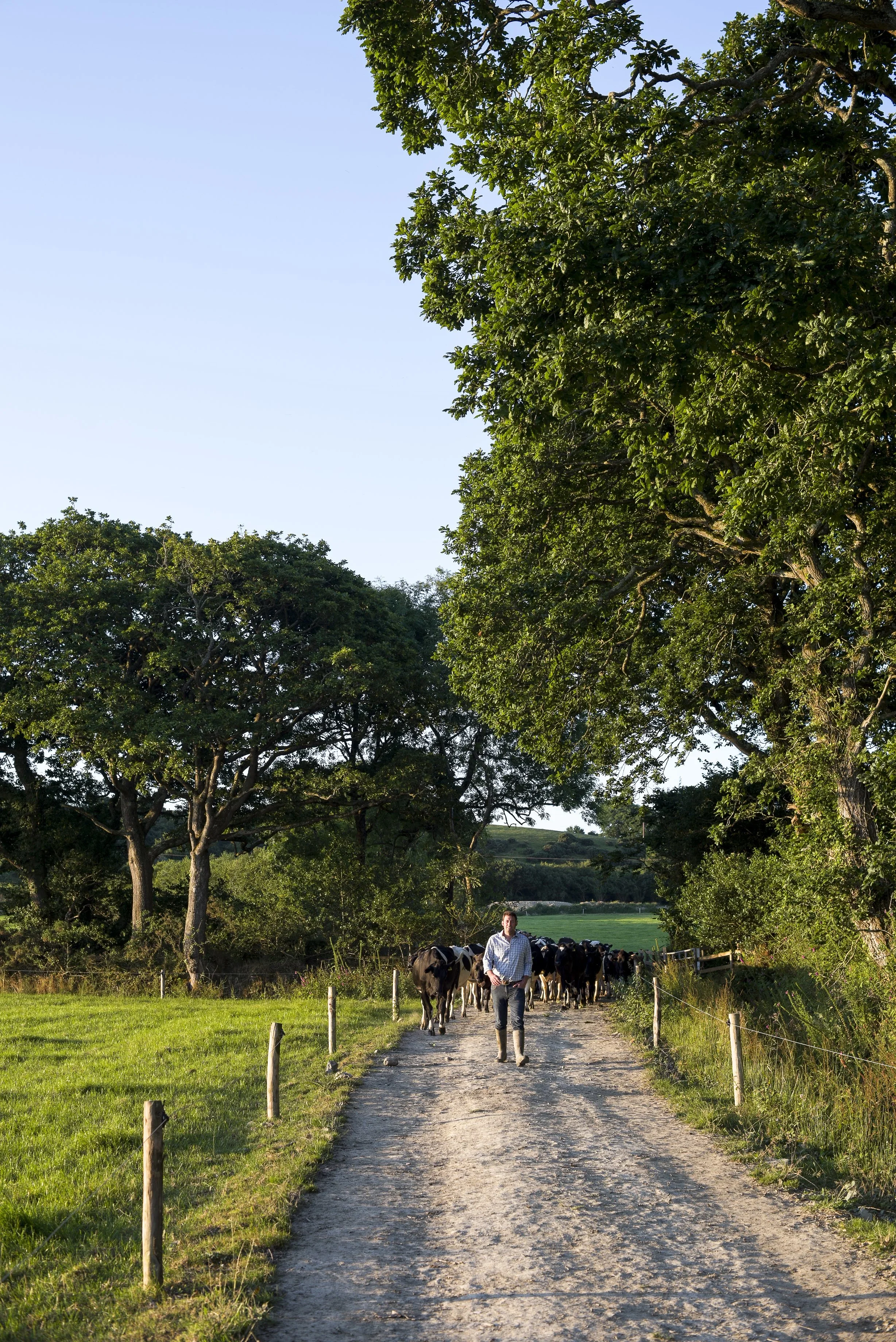 A man leading a herd of cows on a dirt path through a lush, green pasture with large trees and open sky.