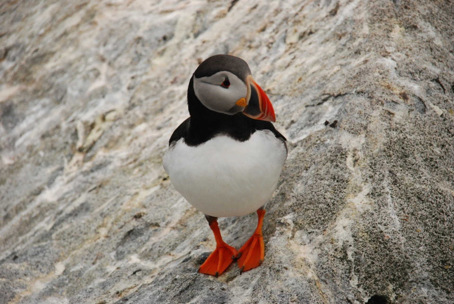 A puffin standing on a rocky surface with a distinctive colorful beak and black, white, and orange plumage.