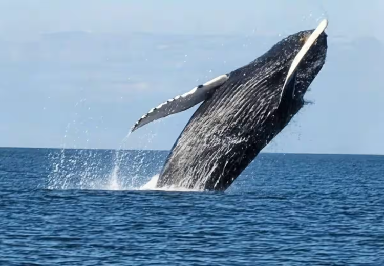 Amazing whale shot on a whale watching tour from Grand Manan breaching the ocean surface with the sky in the background.
