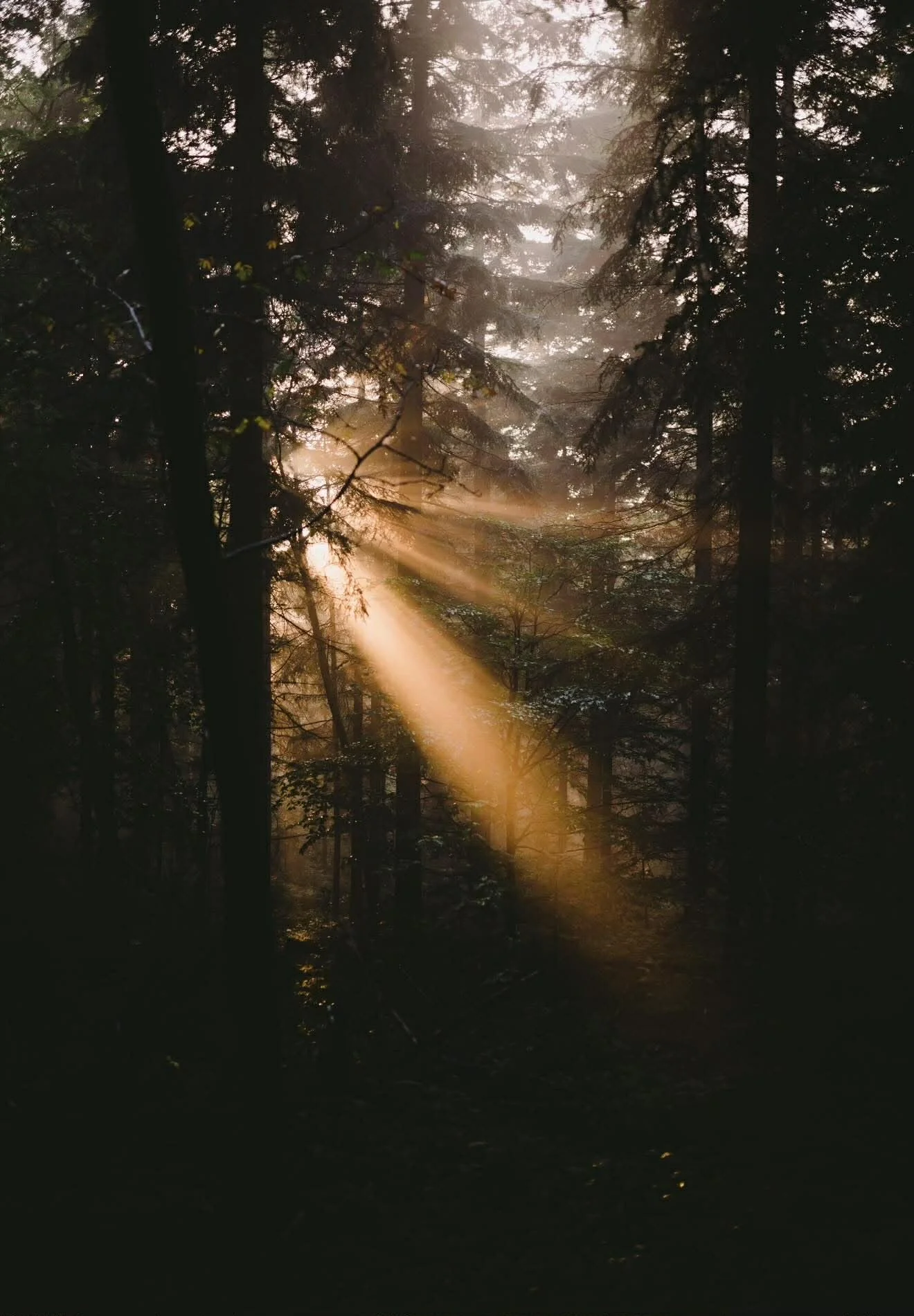 Sunlight beams shining through trees in a misty forest.