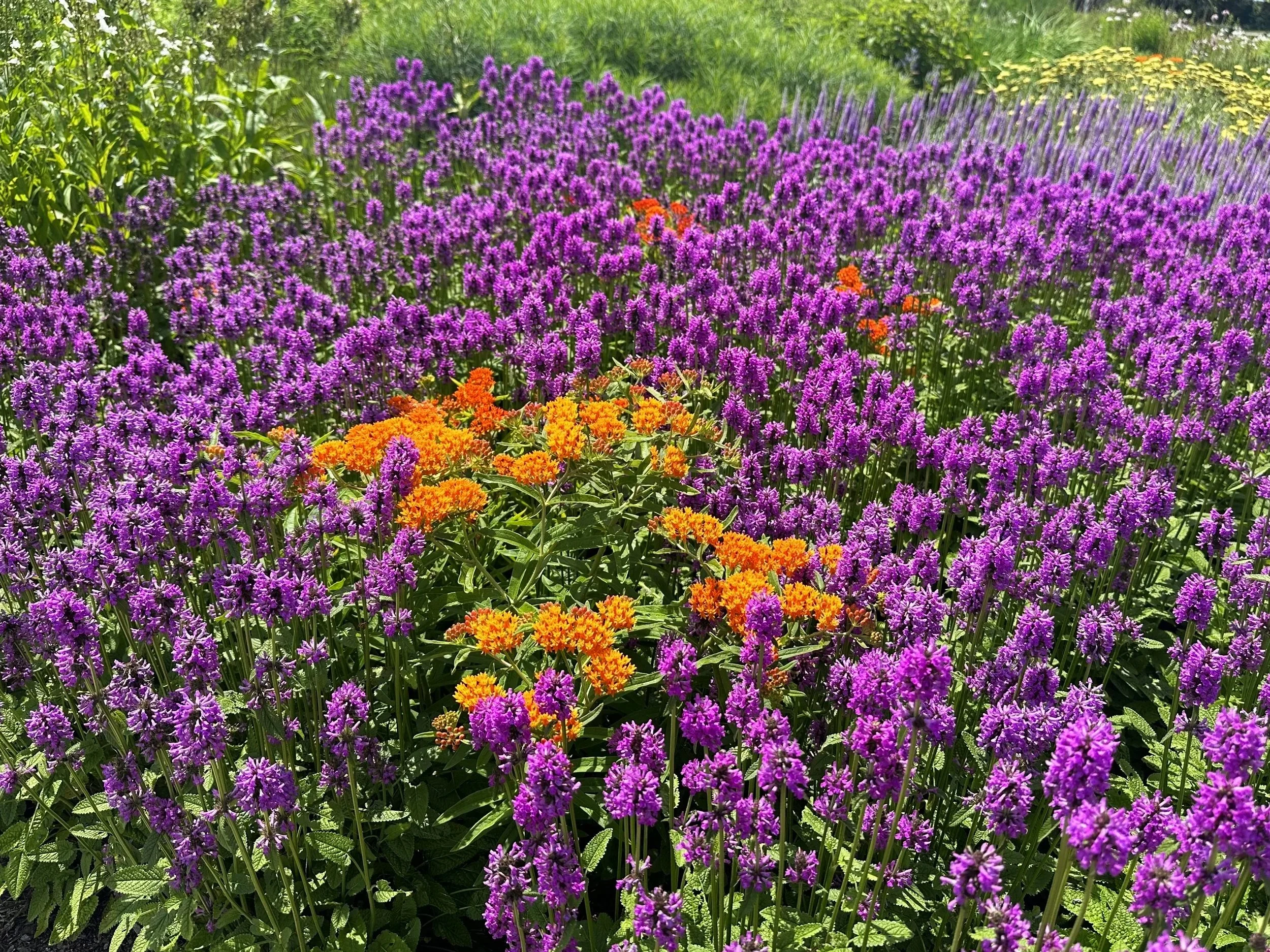 Stachys monieri 'Hummelo'  and Asclepias tuberosa
