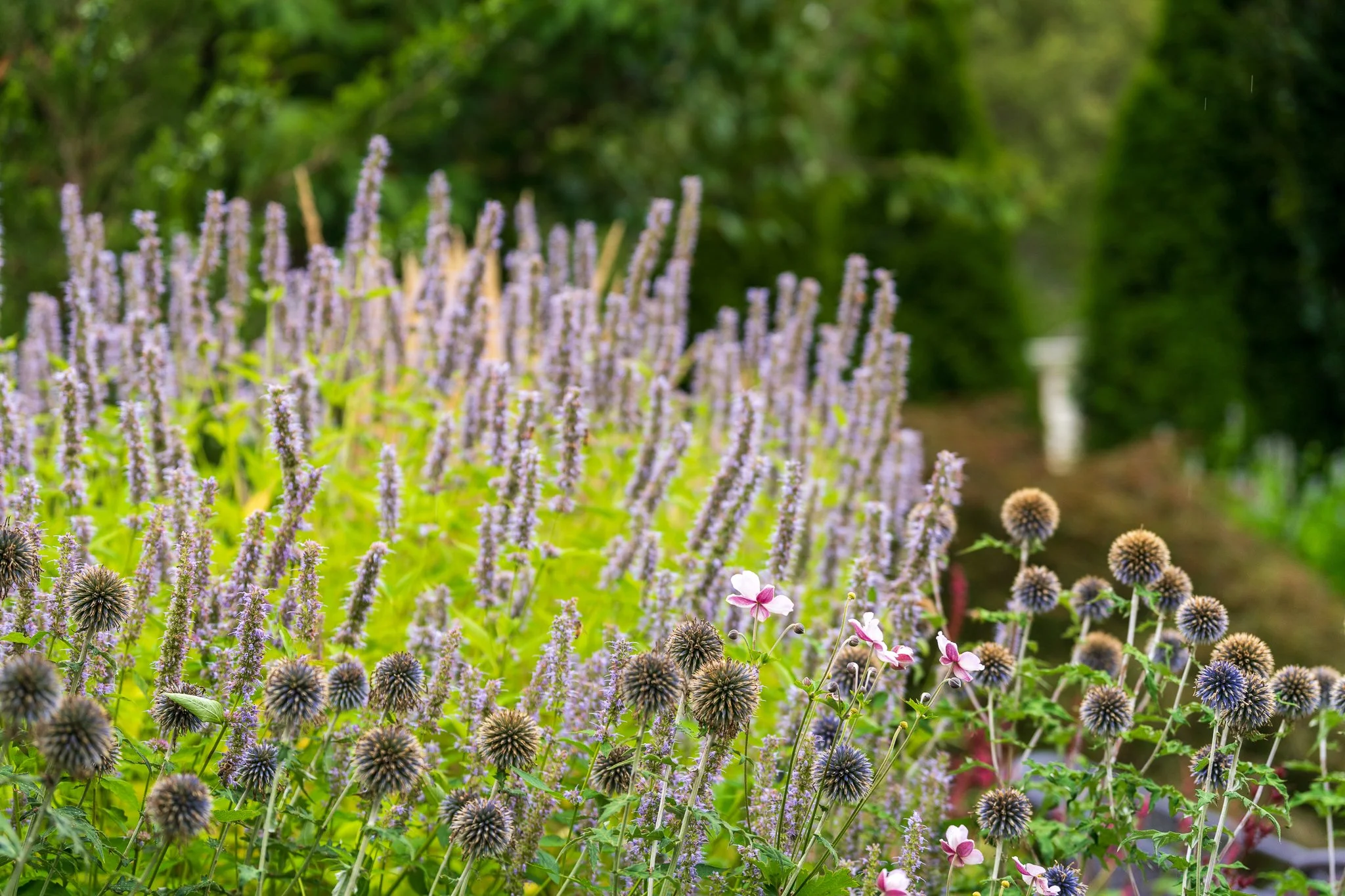 Naturalistic perennial planting with flowering agastache, globe thistle, and pollinator-friendly meadow garden design in Ann Arbor Michigan