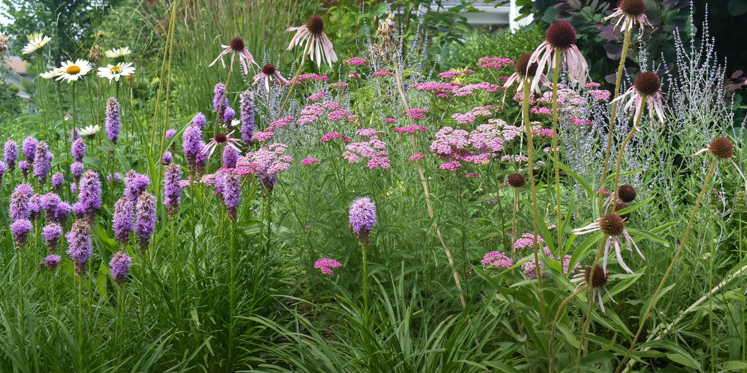 Naturalistic pollinator garden with coneflowers, liatris, yarrow, and layered native perennial planting design in Ann Arbor, Michigan.