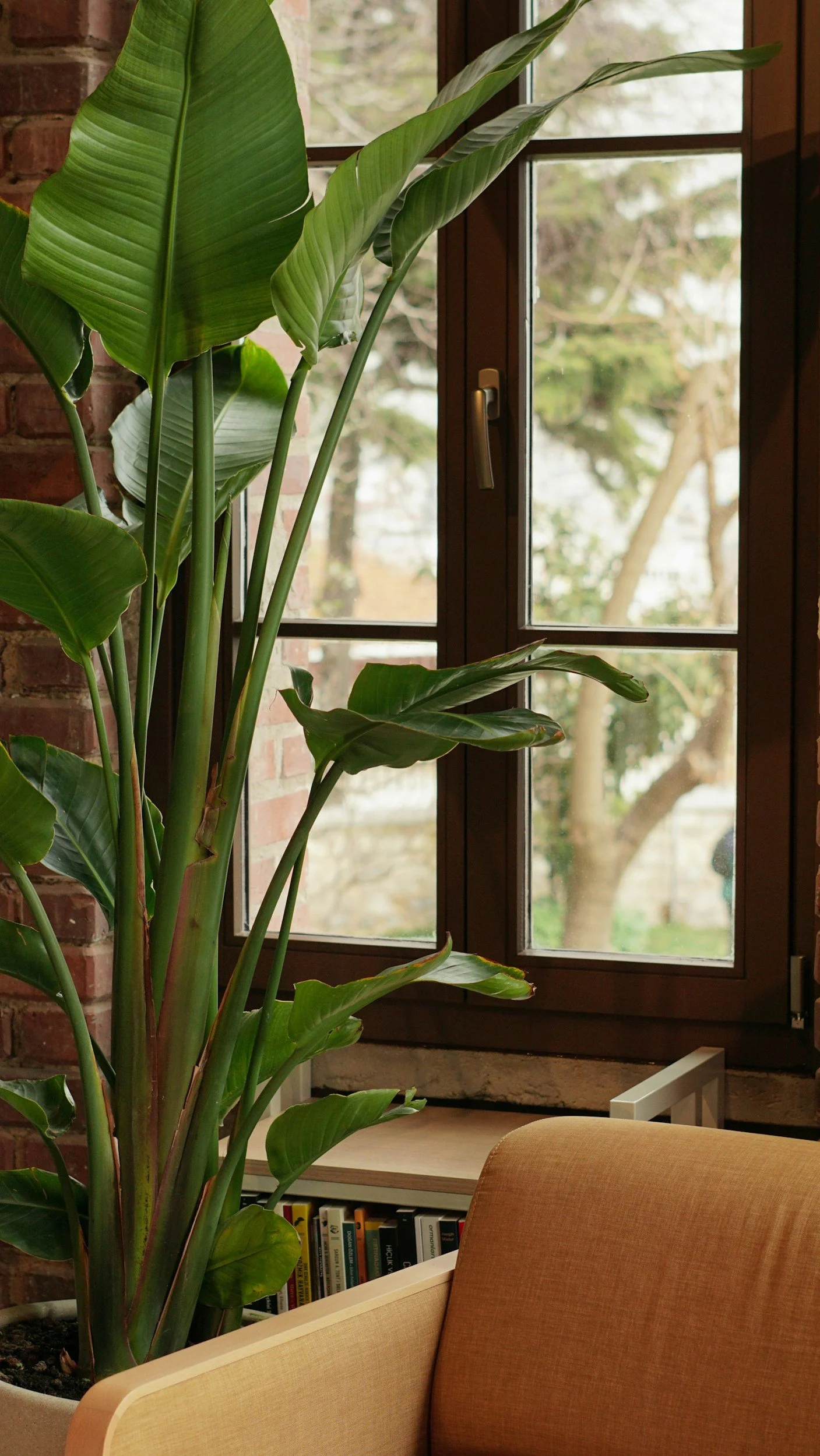 Workplace plant and office environment styling service for professional spaces