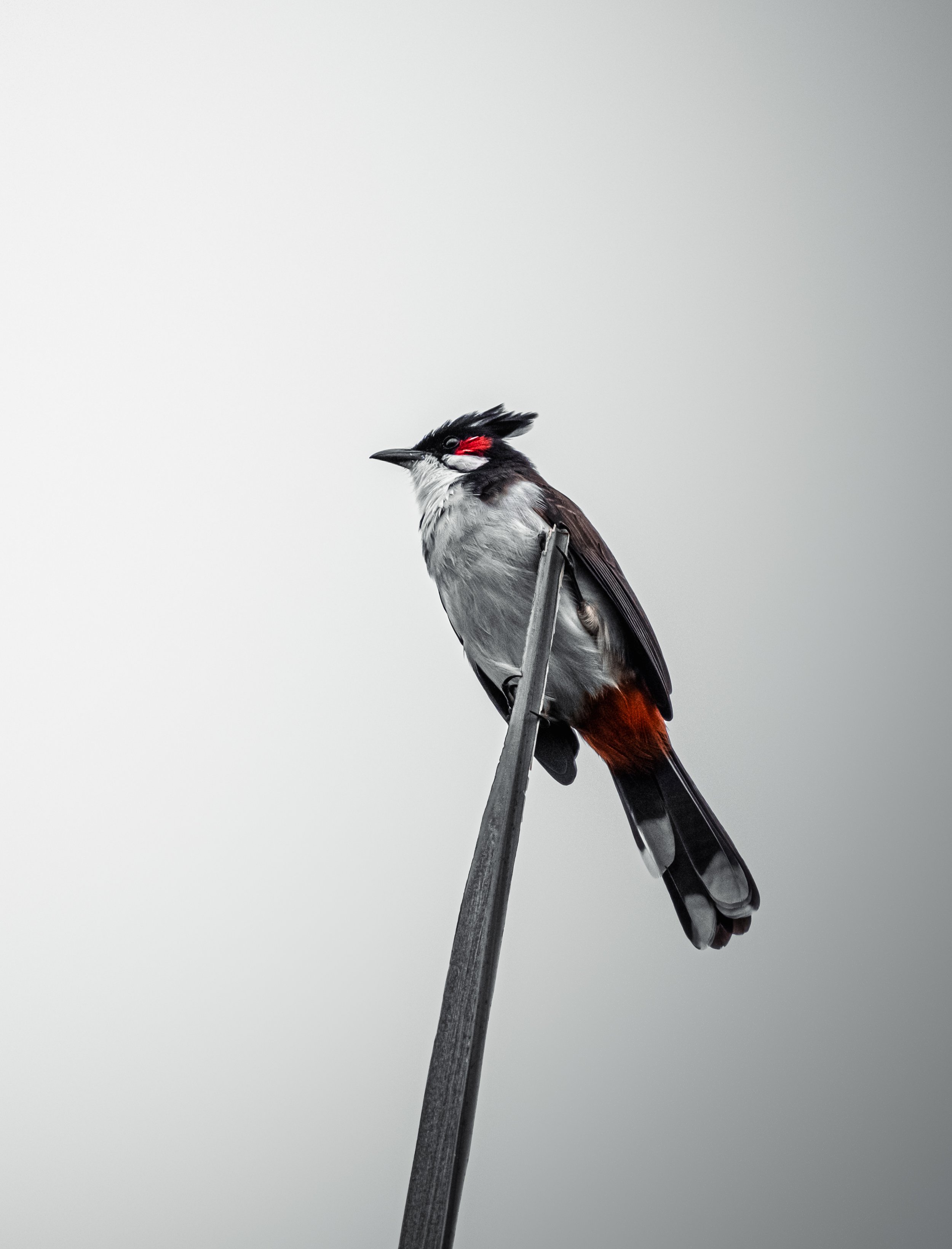Wildlife