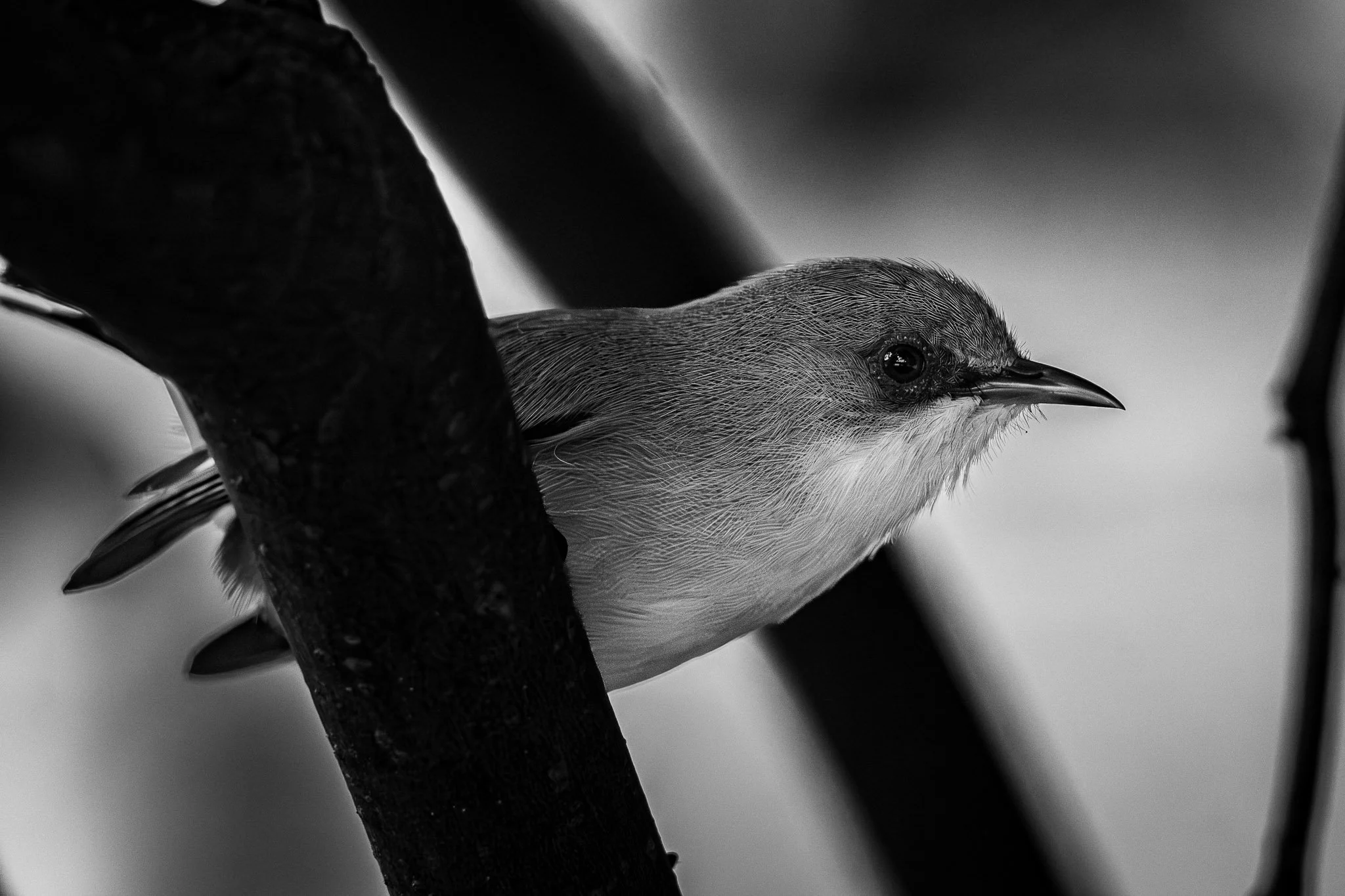 A close-up black and white photograph of a small bird perched on a dark, rough tree branch, with fine details of the bird's feathers and eye visible.