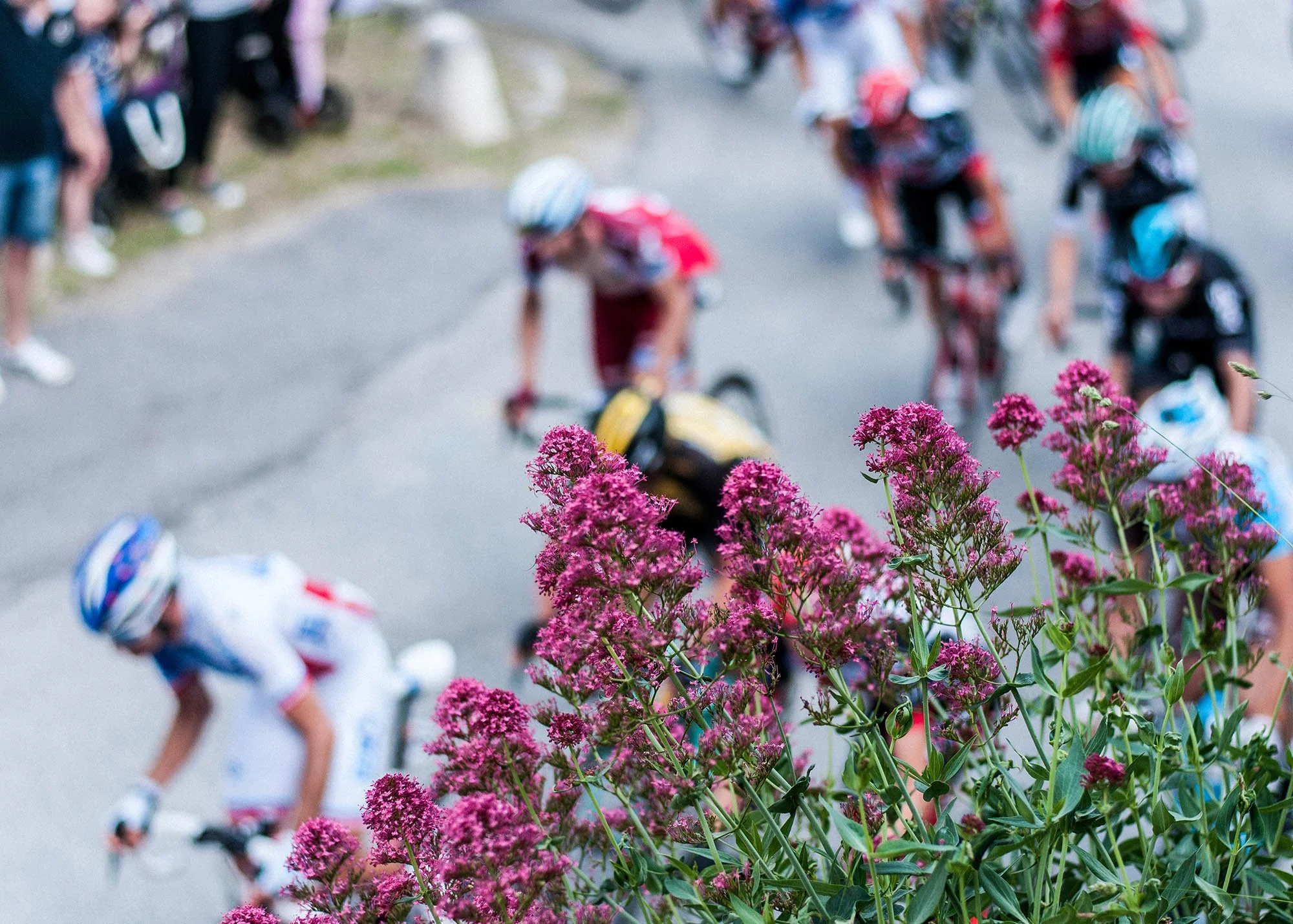 Pink flowers in the foreground with a blurred group of cyclist on bikes in the background, wearing helmets. Shot at the Giro d'Italia 100.