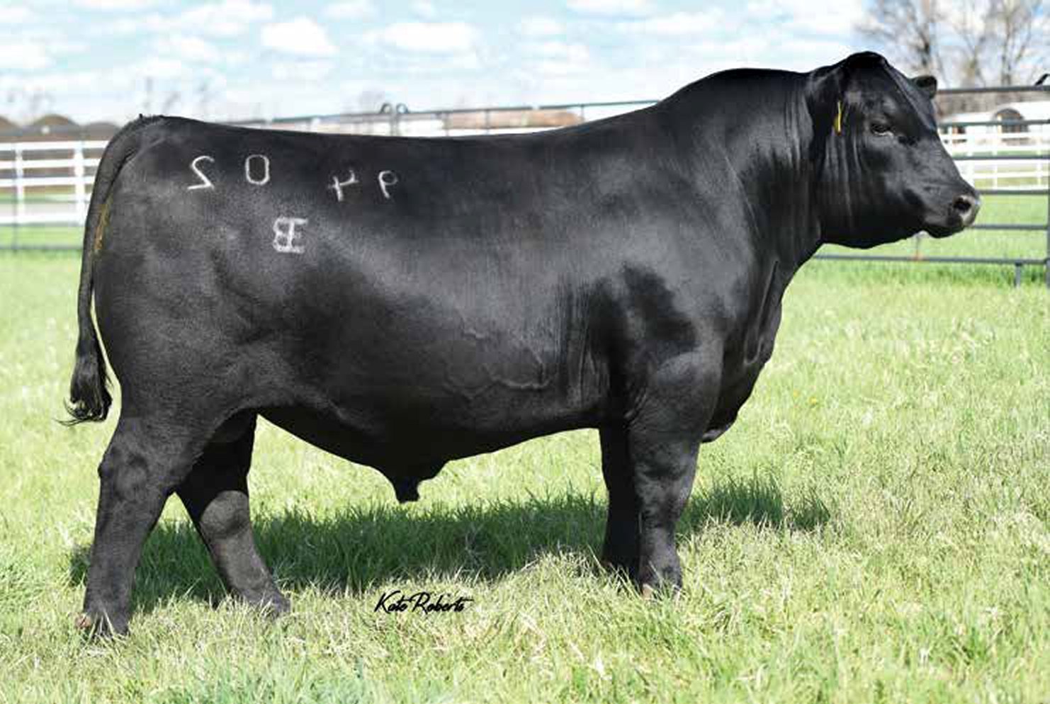 A black cow standing on grass in an outdoor enclosure with a fence, with letters and numbers marked on its side.