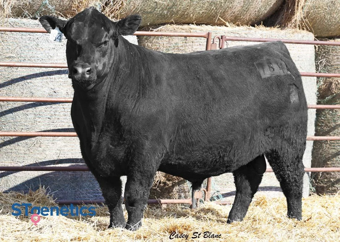 Black steer standing on straw bedding in an outdoor enclosure with metal fencing and hay bales in the background.