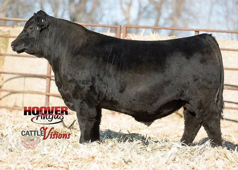 A black Angus cow standing on a farm with a hay-covered ground and a metal fence in the background.