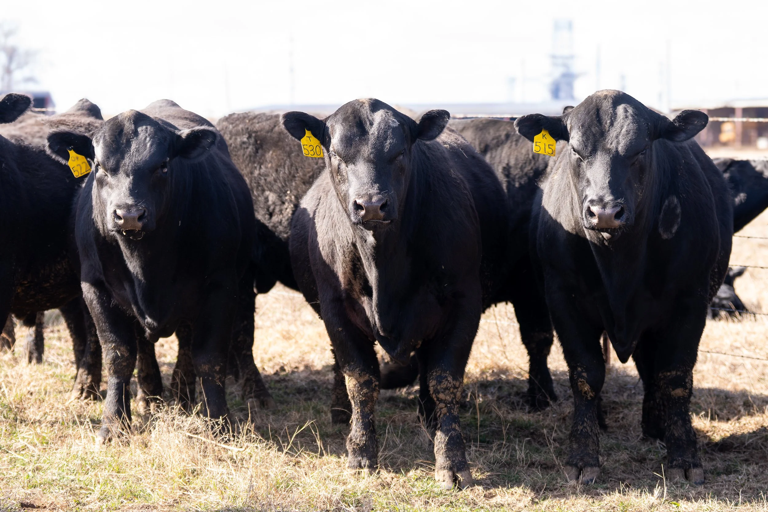 Three black cattle standing on a grassy field, each with yellow ear tags.