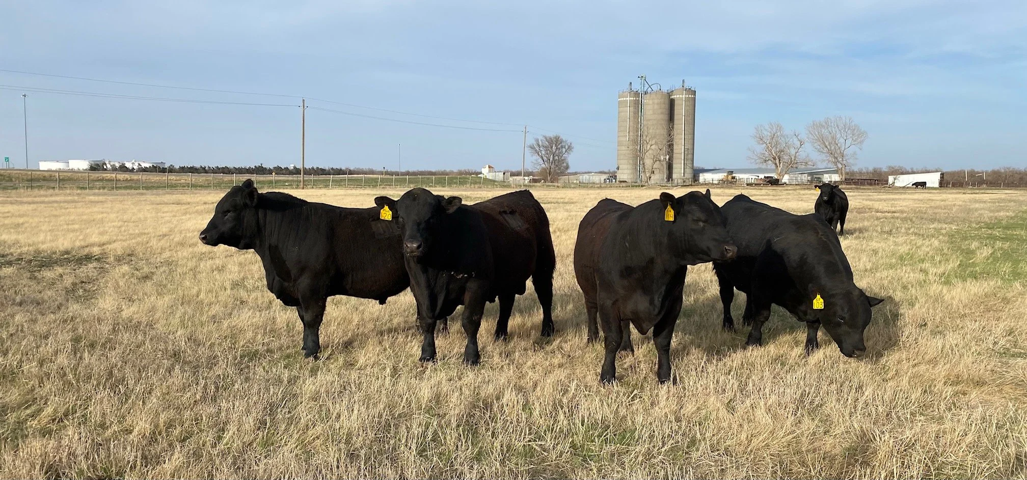 Group of black cows standing in a grassy field with farm buildings and silos in the background.