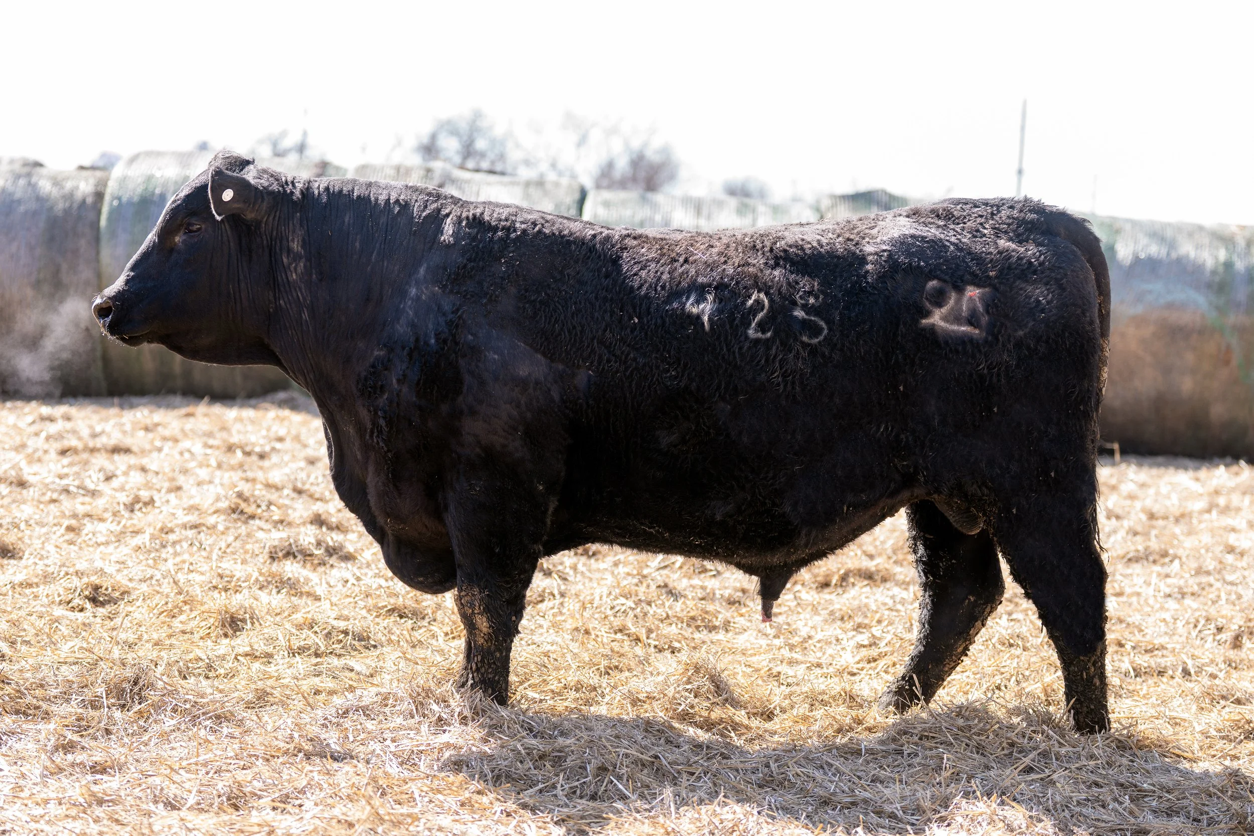 SFA Cut Above 425 ES