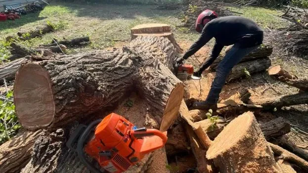 Tree Removal