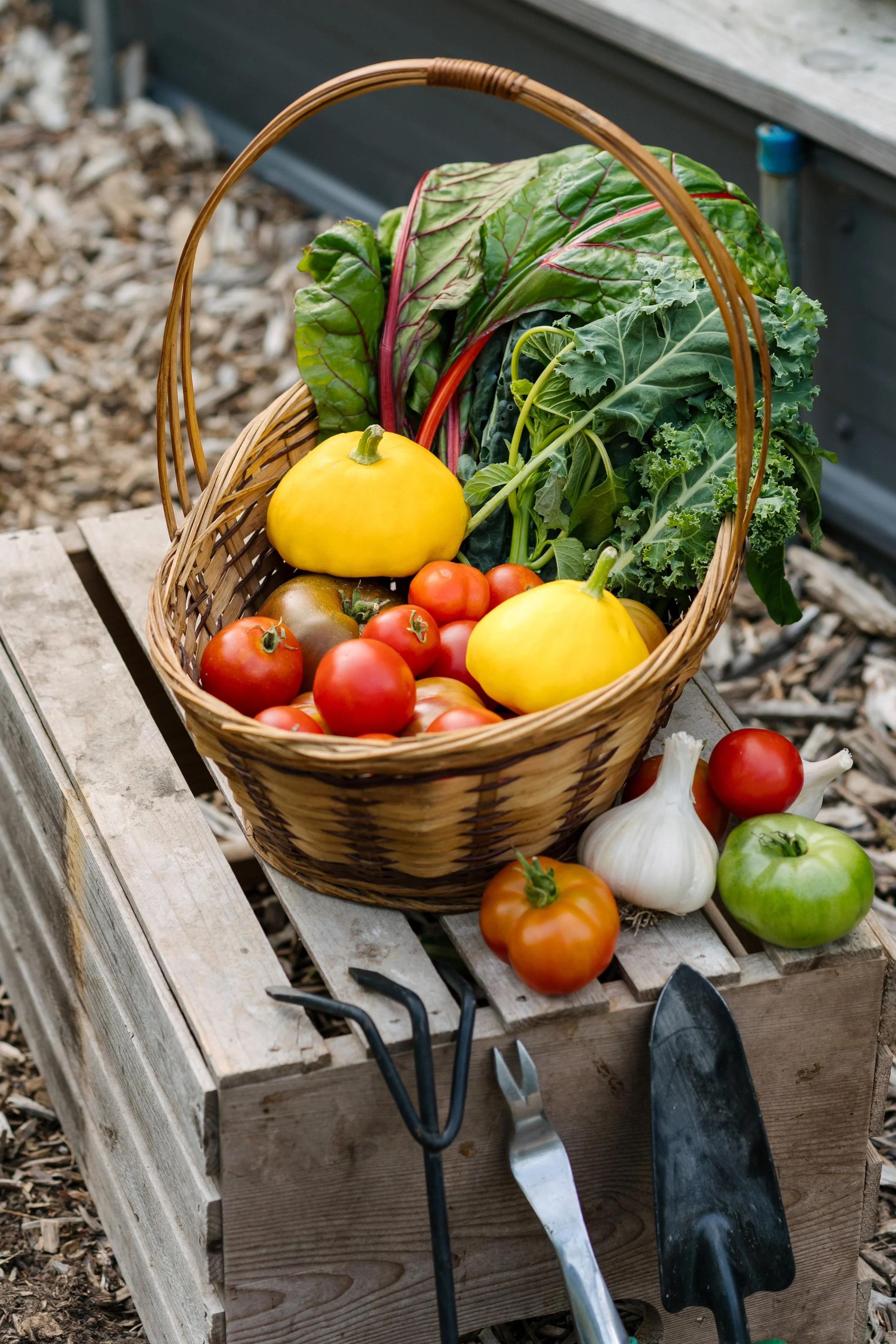 A basket of freshly harvested vegetables including tomatoes, squash, garlic, and leafy greens on a wooden platform outdoors.