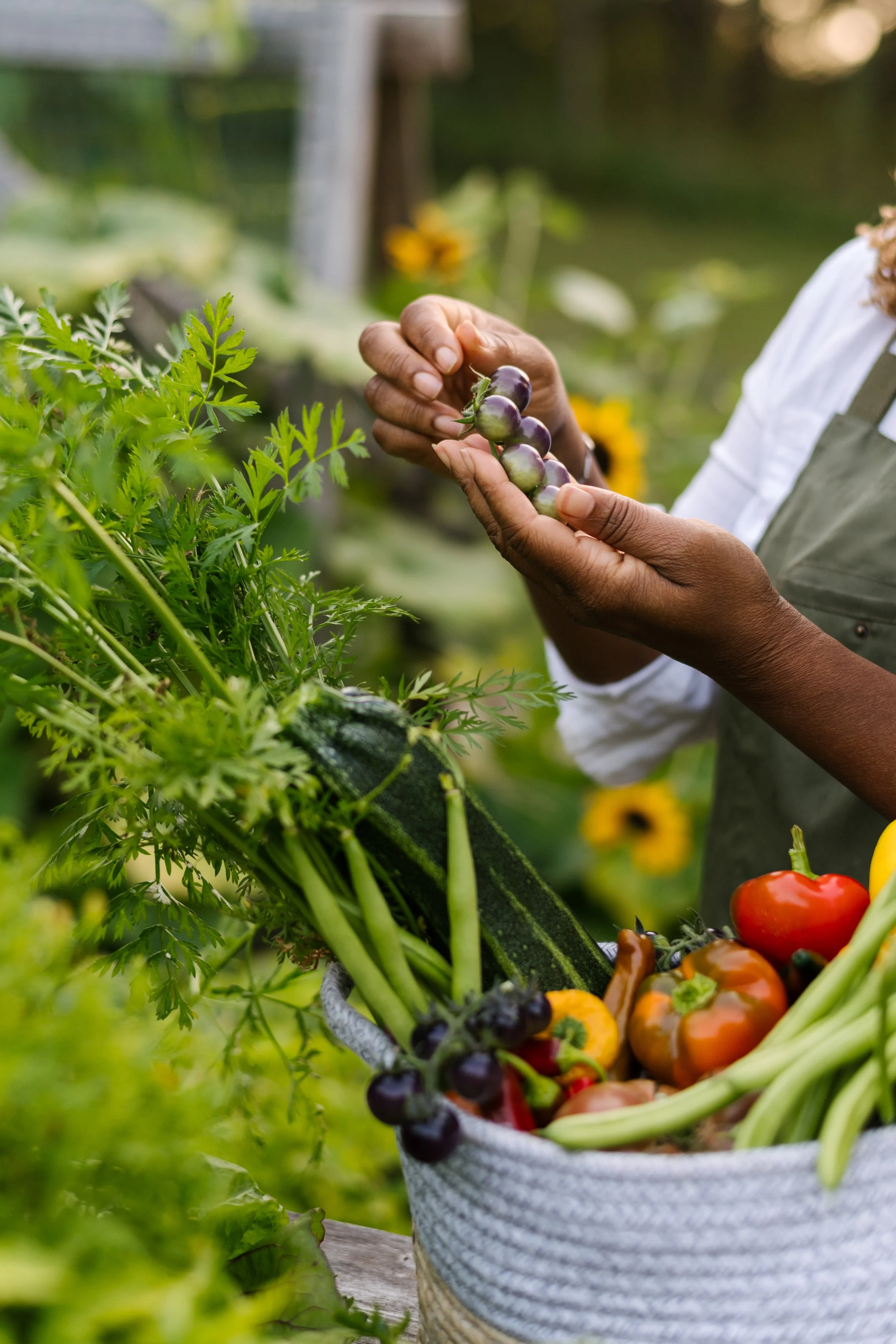 Person harvesting small purple tomatoes from a garden.