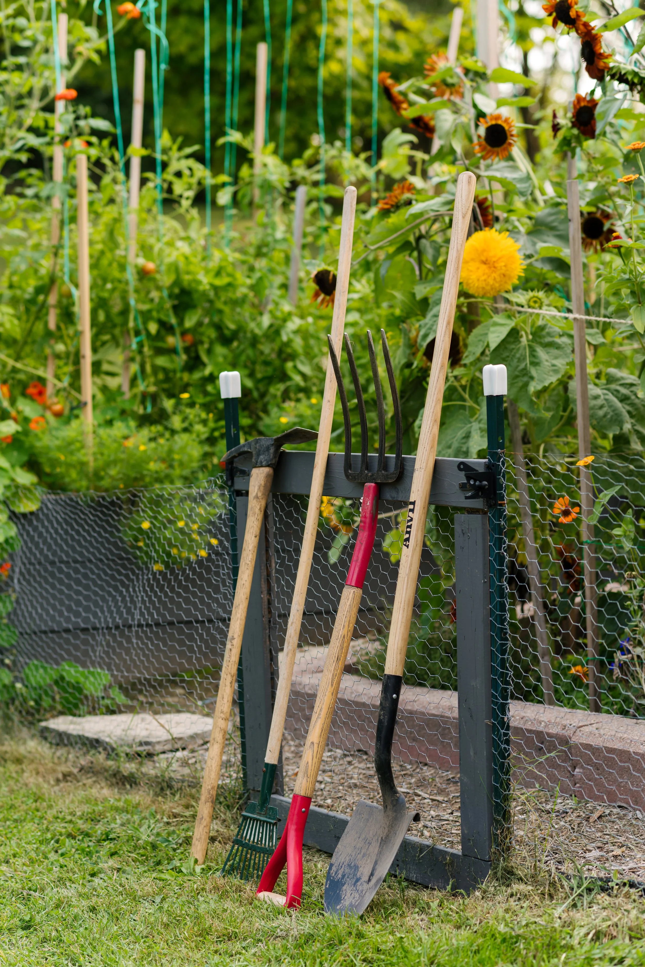 Garden tools including a rake, a hoe, a shovel, and a small gardening fork leaning against a black wooden and wire fence, with sunflowers and green plants in the background.