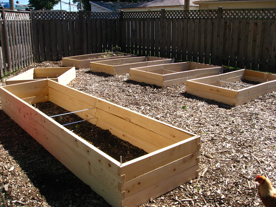 A backyard garden area with multiple empty wooden raised garden beds on a bed of wood chips, enclosed by a wooden fence.