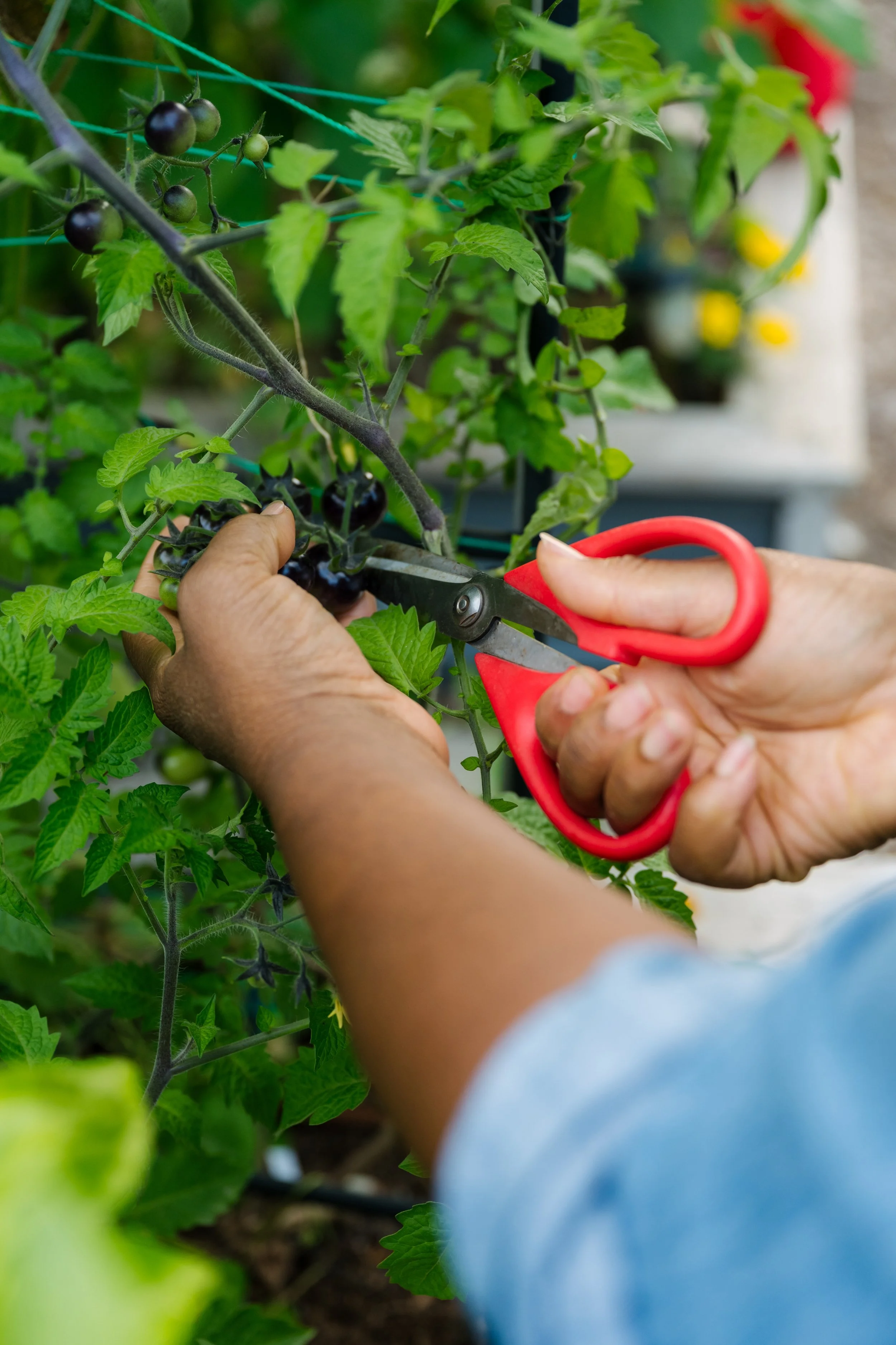 Person harvesting ripe black tomatoes with pruning shears in a garden.