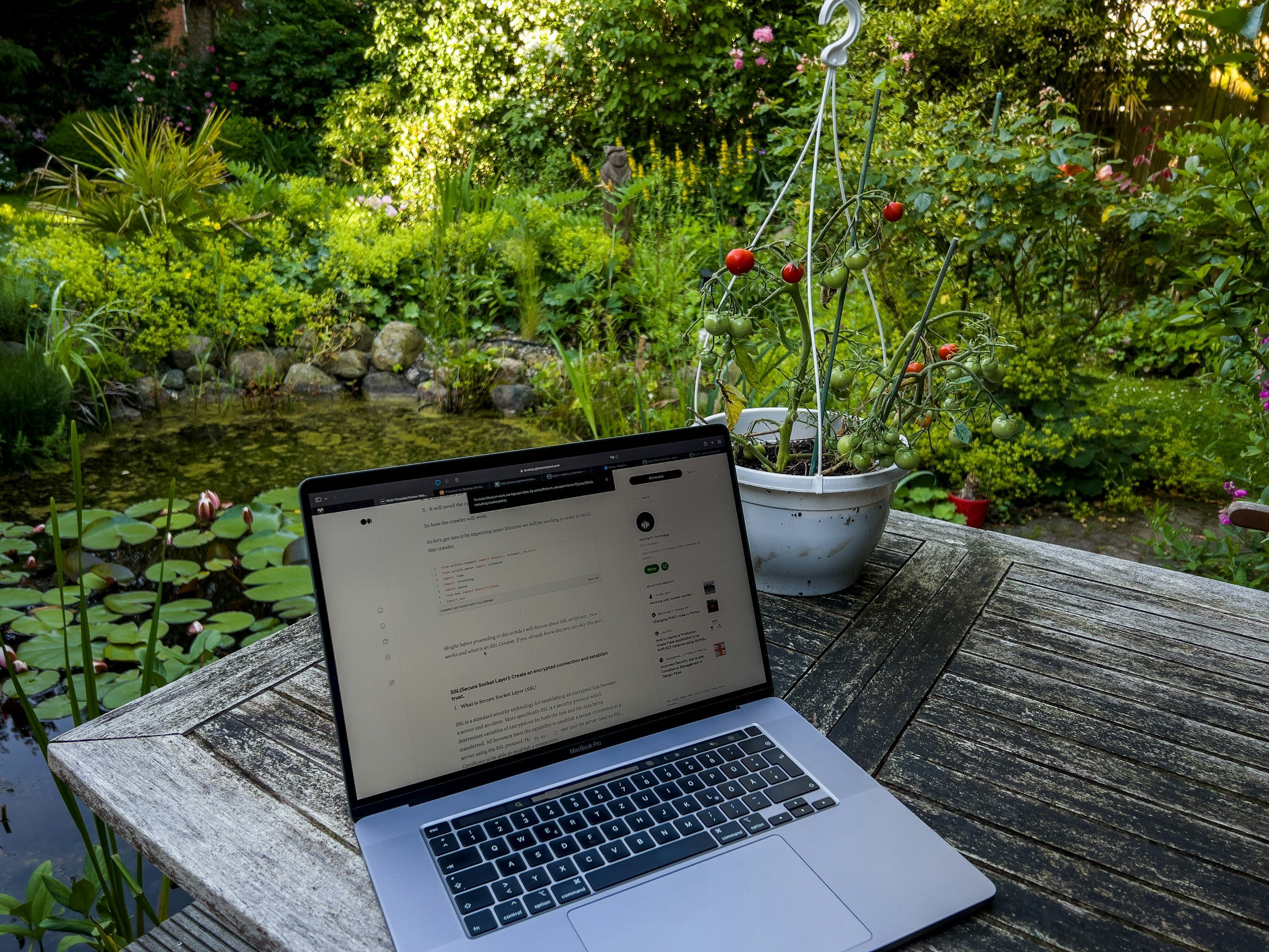 A laptop on a weathered wooden outdoor table beside a potted tomato plant with ripening tomatoes, with a pond filled with water lilies and lush green plants in the background.