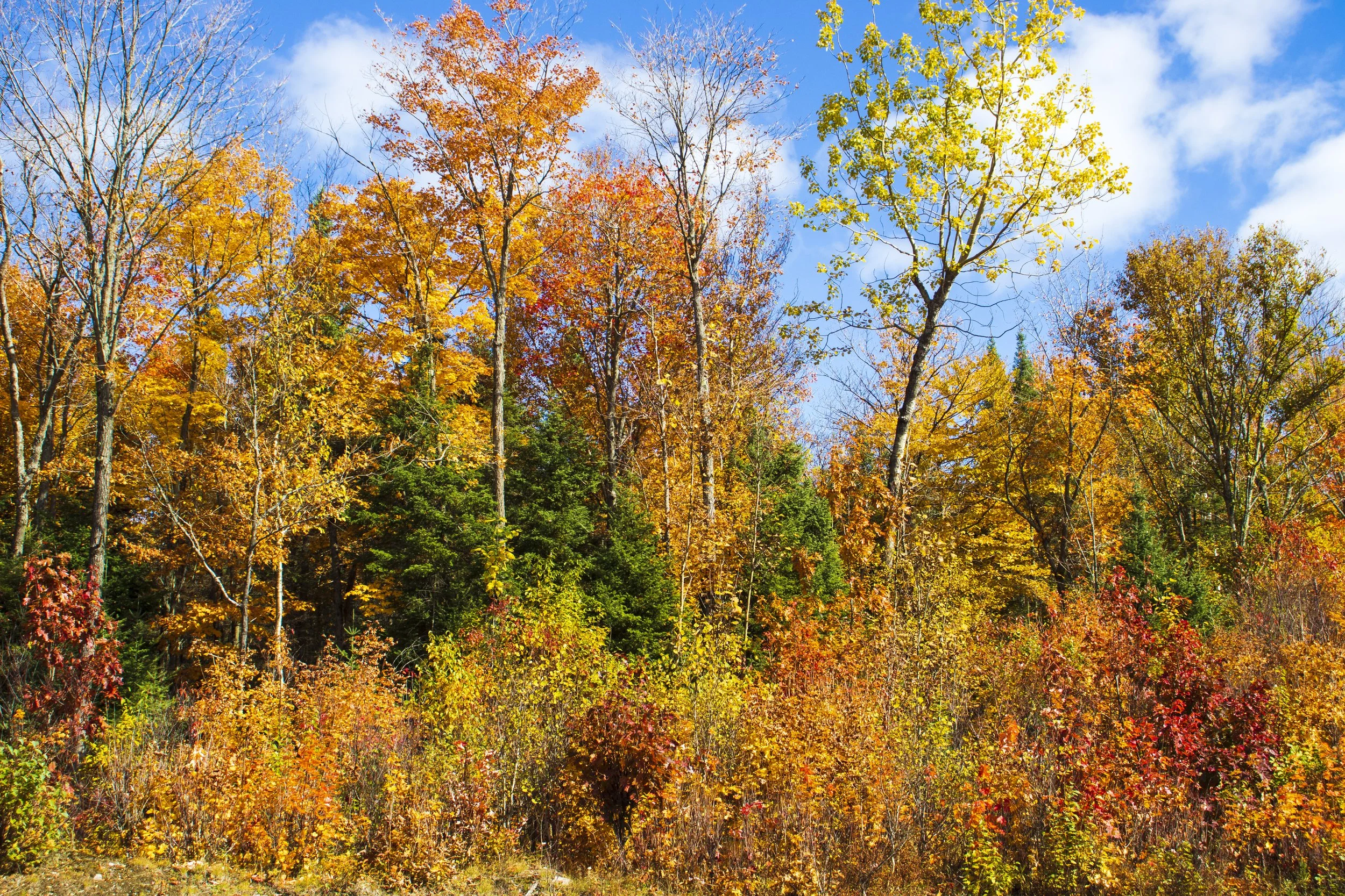 A vibrant autumn forest with colorful foliage Near North Bay, Ont - fall landscape photography by Tibbers Photography.