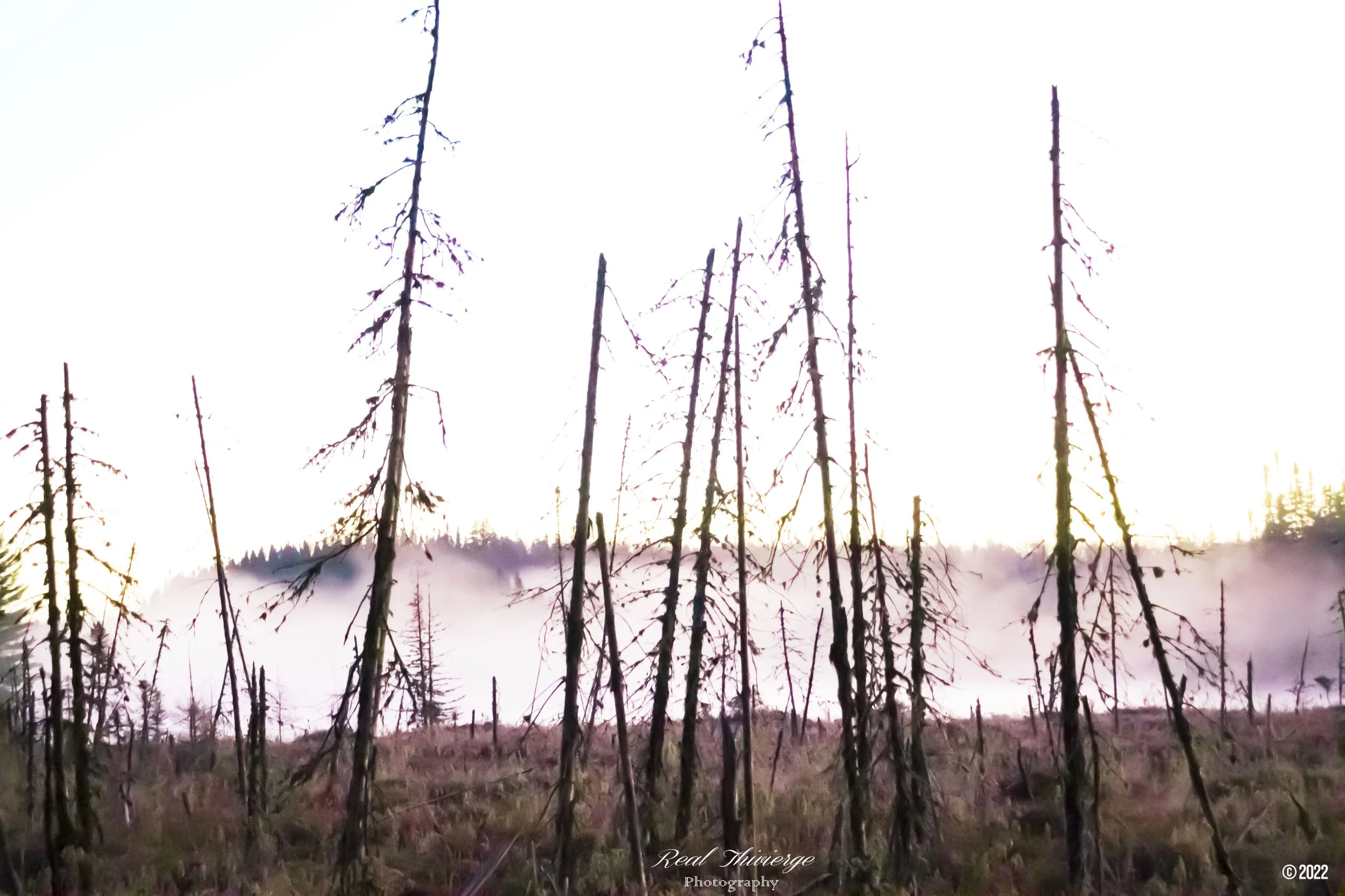 Burned trees in a foggy park in la Verendrye - dramatic landscape photography by Tibber's Photography