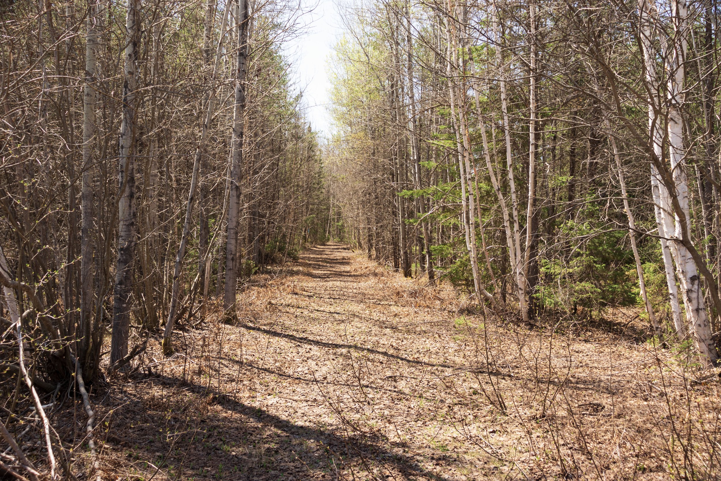 Dirt trail running through forest near Winneway with tall trees - nature and landscape photography by Tibber's Photography