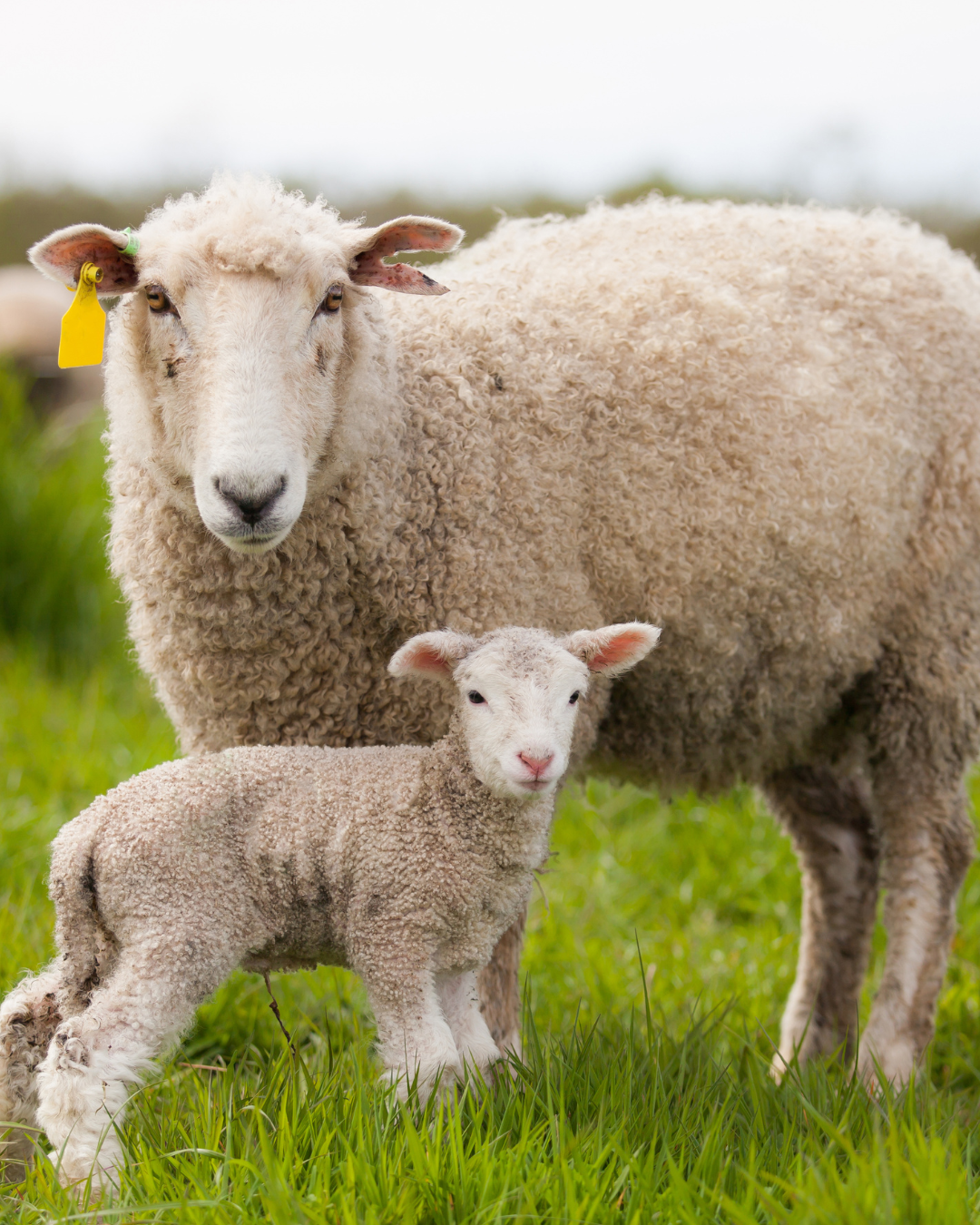 Mother's Day Event at the Good Earth Farm - Coming Soon!