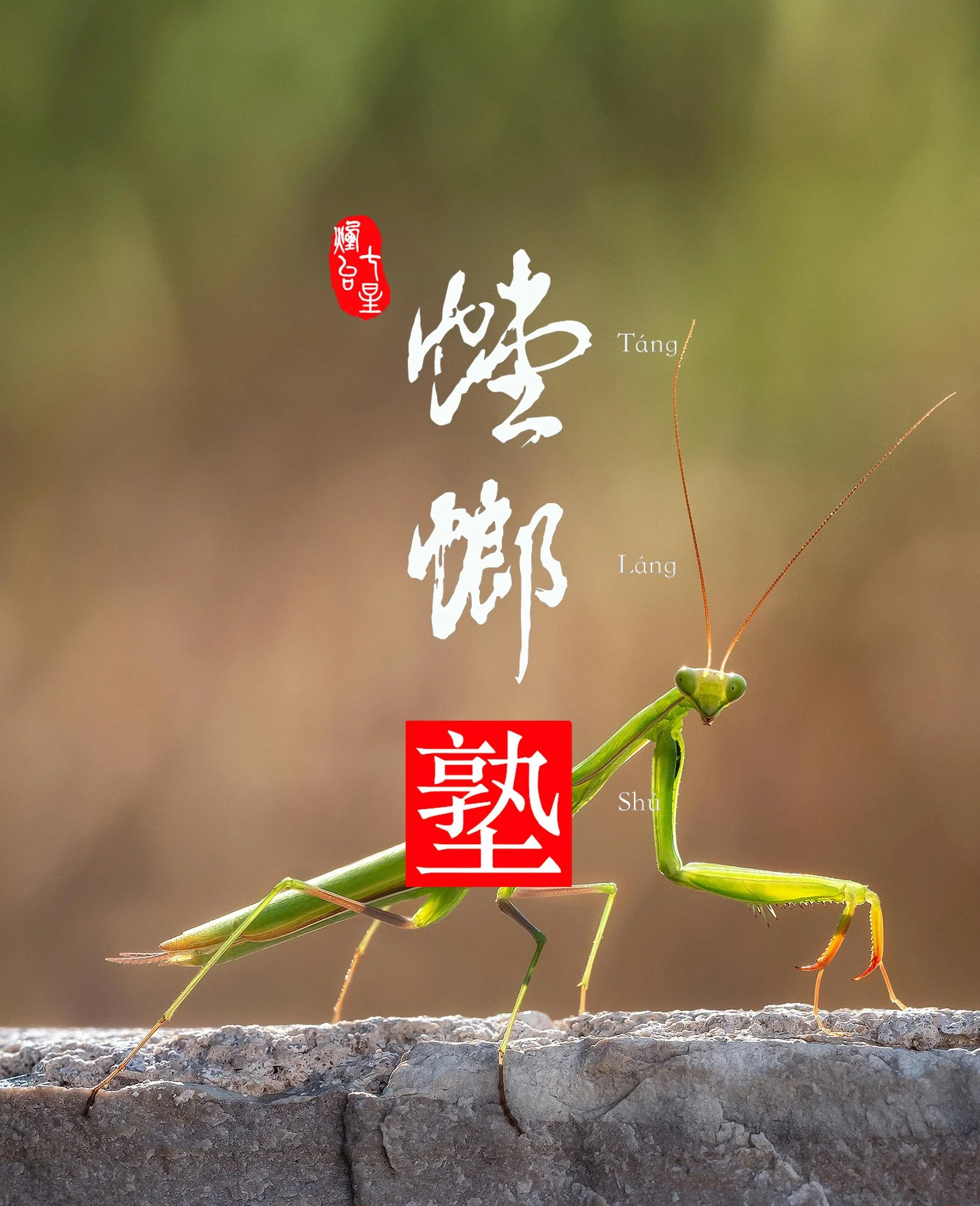 Seven-Star Praying Mantis Kung Fu