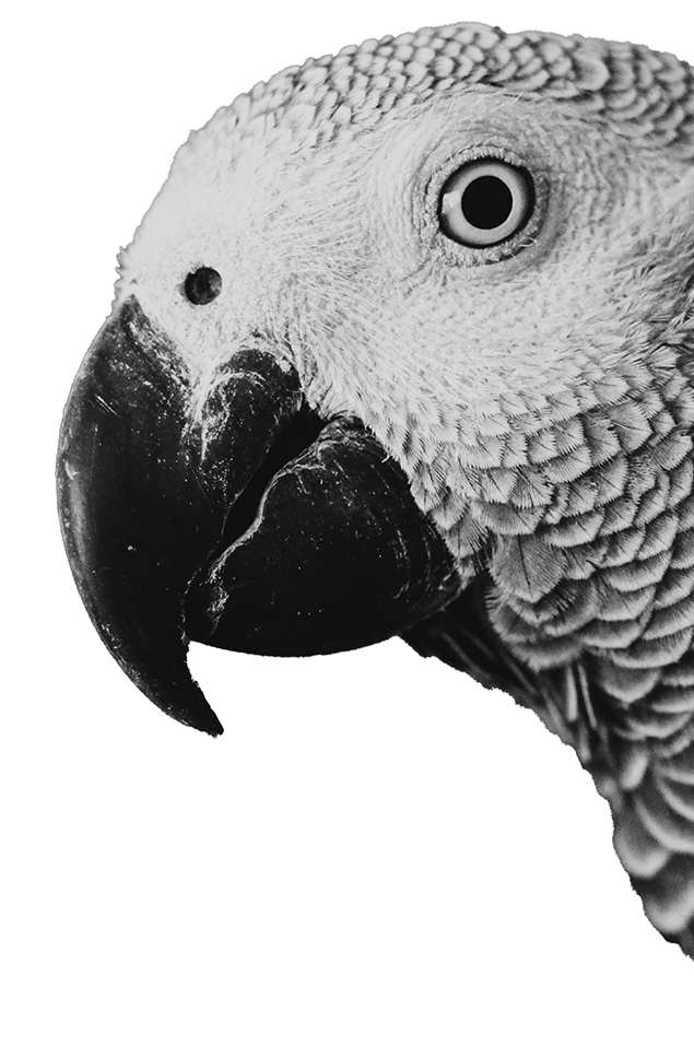 Grayscale high-contrast close-up of an African Grey parrot, a species vulnerable to trafficking and protected by Langland Conservation’s anti-poaching intelligence.